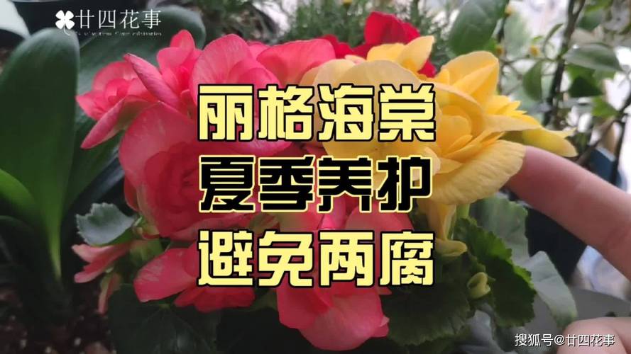 丽格海棠根黑了怎么办