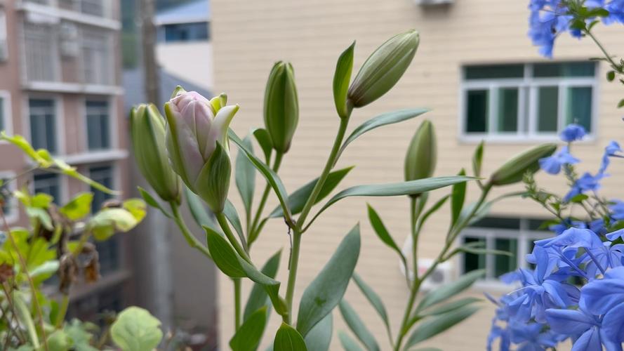 百合没有阳光能开花吗，花期需要晒太阳吗