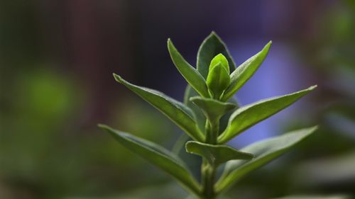 你确定你会给花草晒太阳？看完你就明白了