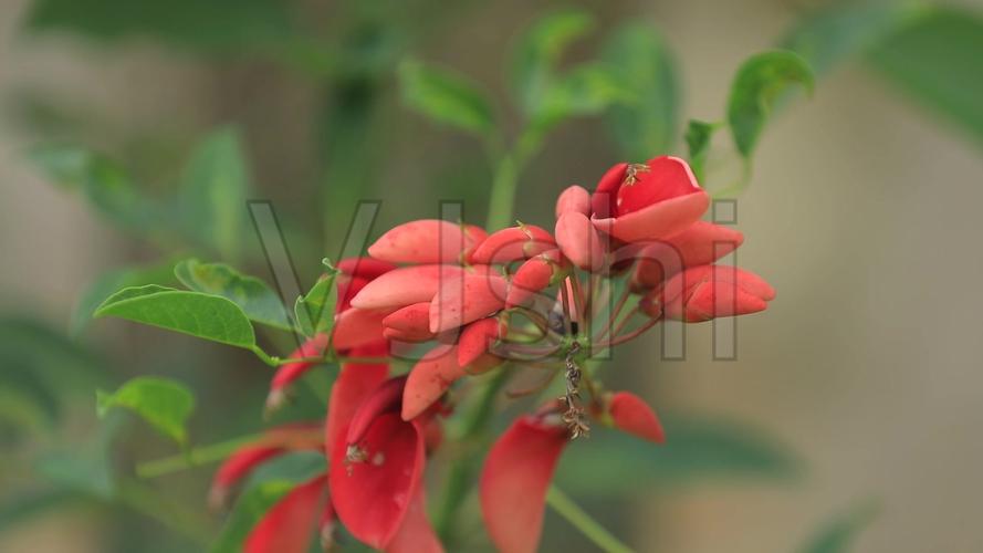 龙牙花有毒吗-墨子百科 龙牙花有毒吗