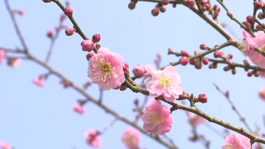 梅花什么时候开，哪种梅花能一年开两次