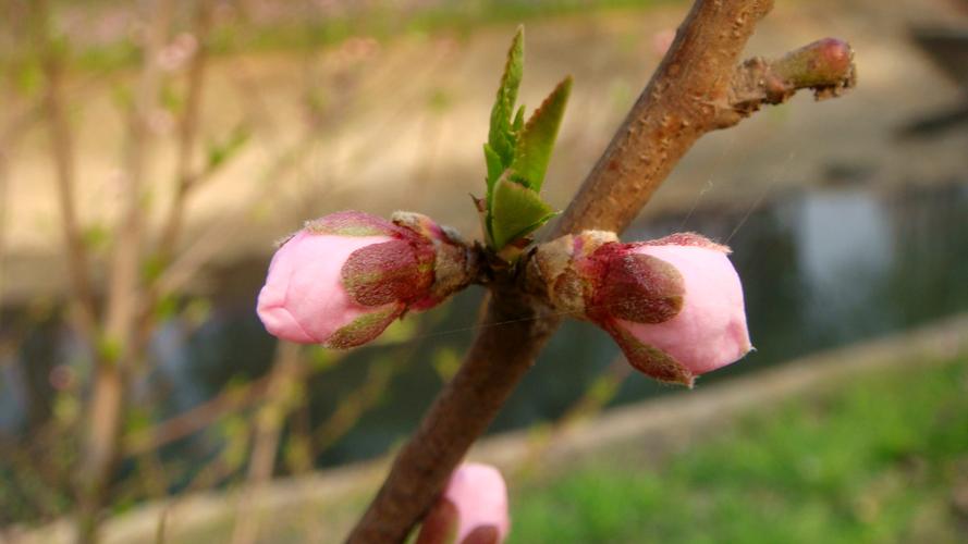 桃花什么时候施肥，桃花盆栽施肥方法