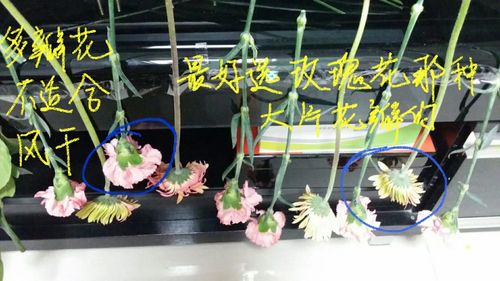 康乃馨干花制作方法