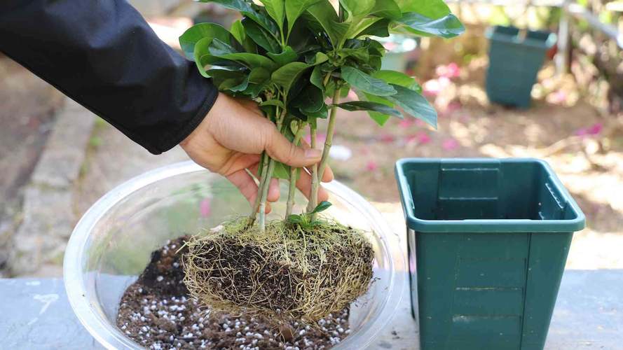 栀子花用什么土最好