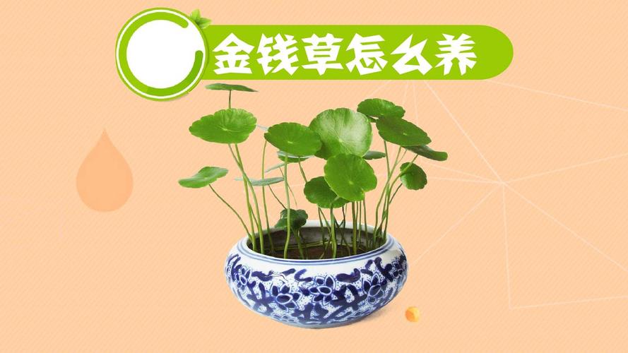 冬季适合新手养殖的植物