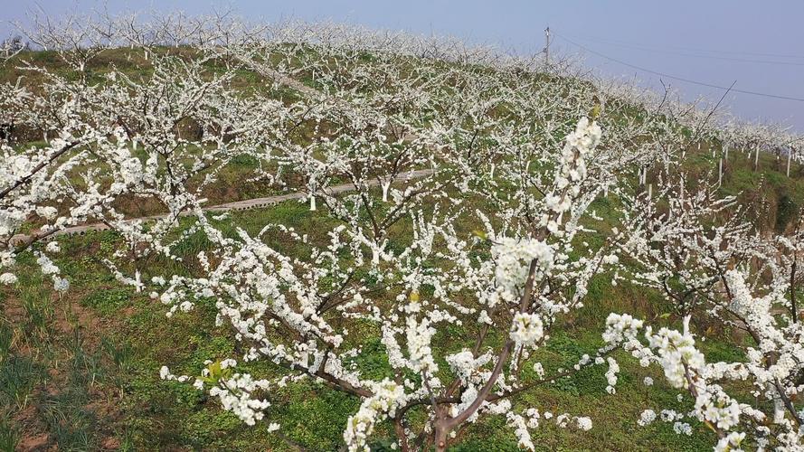 李子开花怎样保花保果