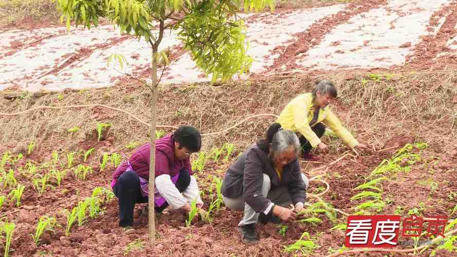 桂花怎样育苗