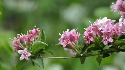 这花有花无叶，有叶无花，被称作“死亡之花”！