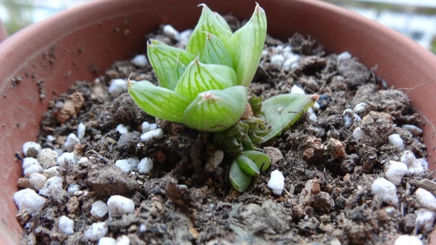 多肉植物的夏季养护