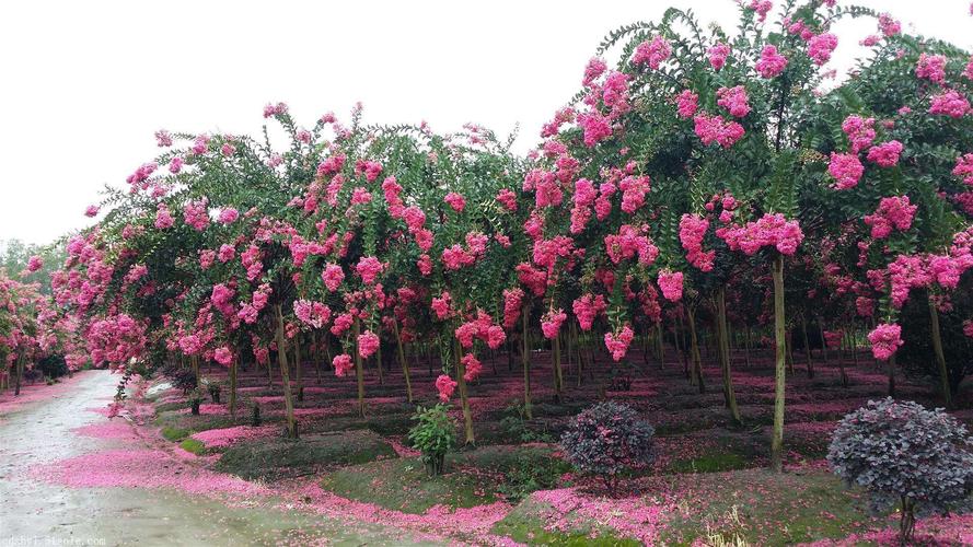 紫薇花种子怎么种