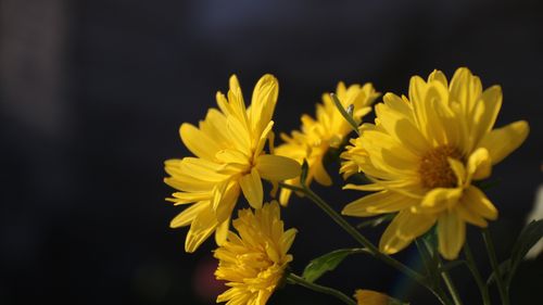 8种适合秋季观花的植物