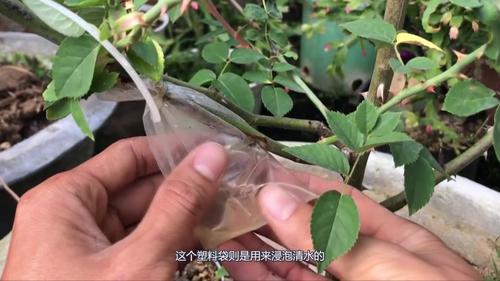 想压条、扦插、嫁接没有工具?一卷卫生纸就够了-墨子百科 想压条、扦插、嫁接没有工具?一卷卫生纸就够了