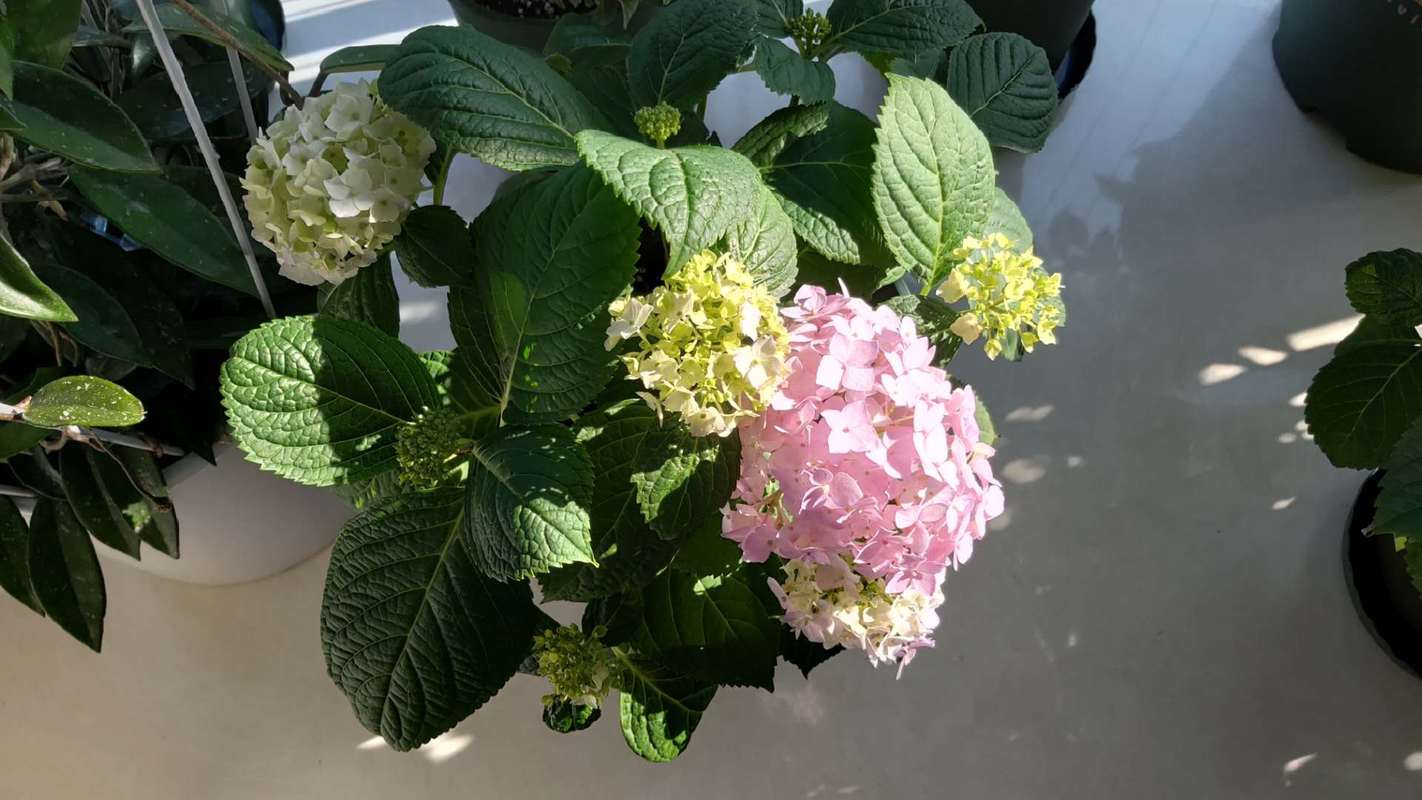 绣球花能在家养吗-墨子百科 绣球花能在家养吗