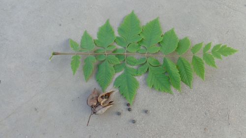 特殊本领的植物有哪些