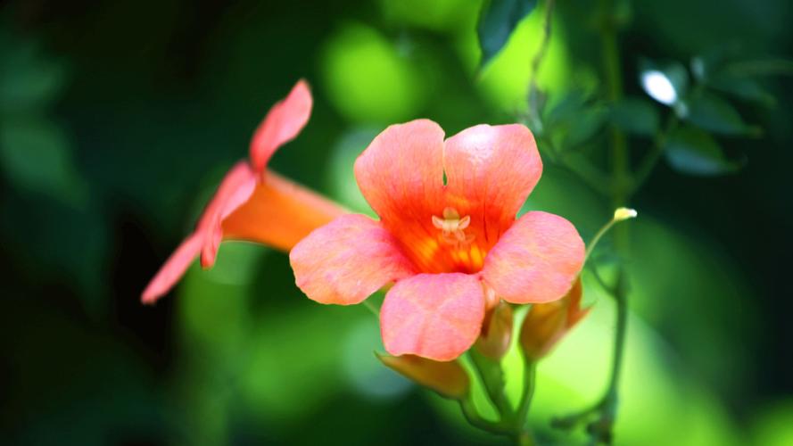 过节增“运势”，这“3种”转运花摆上，气氛喜洋洋！