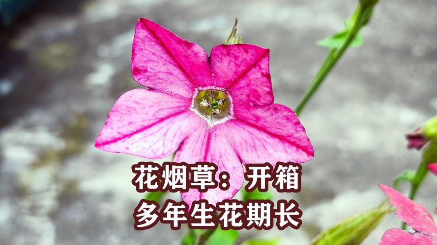 花烟草的养殖方法