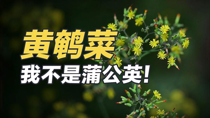 黄鹌菜与蒲公英的区别