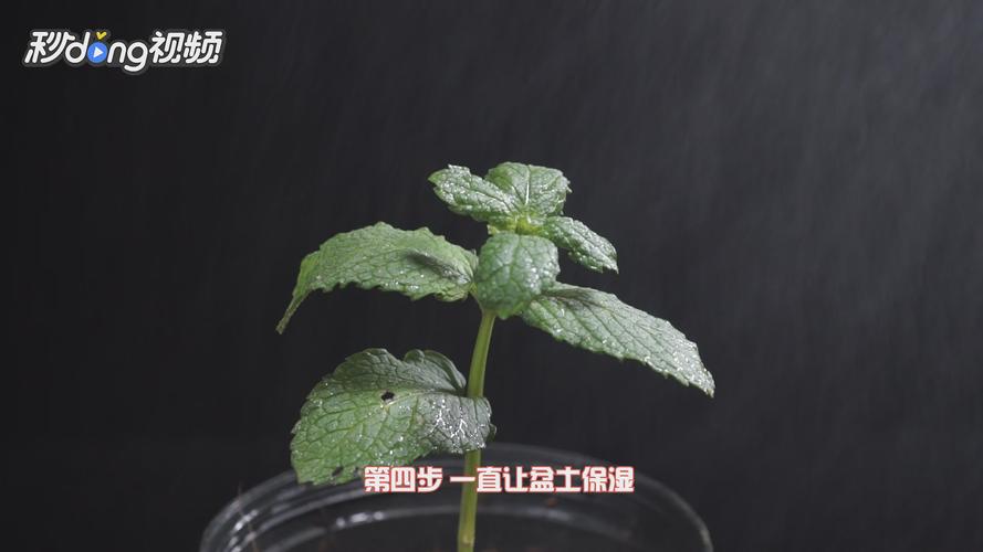 薄荷怎么繁殖