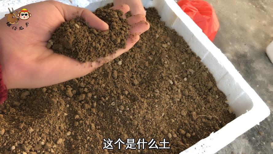 香雪兰用什么土种植