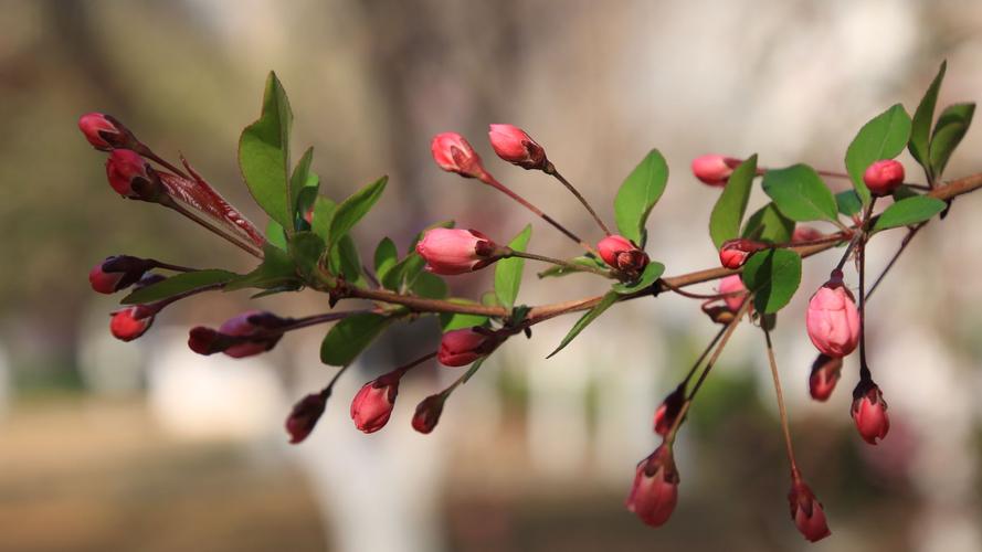 花蕾和花蕊什么区别