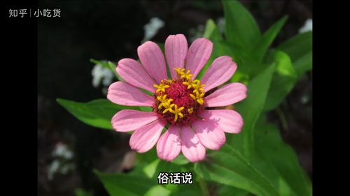 这8种花，咕嘟咕嘟灌够水，夏天越长越旺盛！