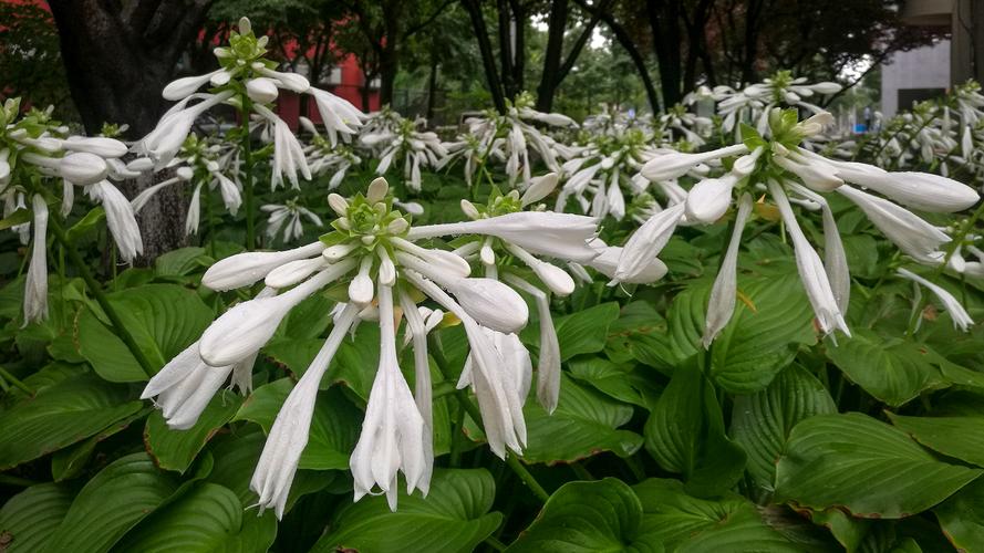 玉簪怎么施肥，这样做花又大一圈！