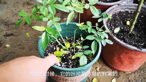 月季不开花是什么原因-墨子百科 月季不开花是什么原因