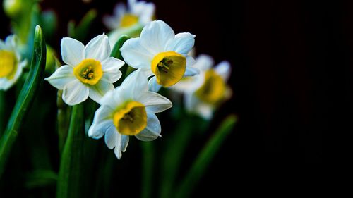 水仙花的花语和象征是什么