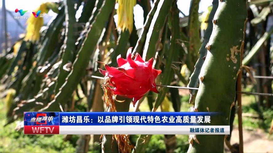 无花果真的没有花吗