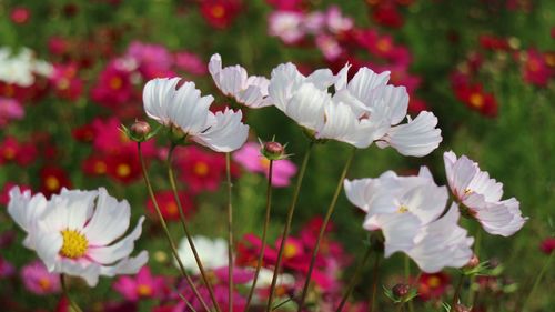 格桑花是什么花，格桑花什么时候开