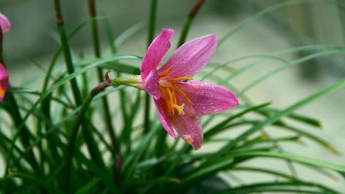 孔雀草花语、别名和养殖方法