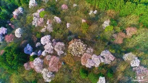 九江适合养什么花，市花和市树是什么