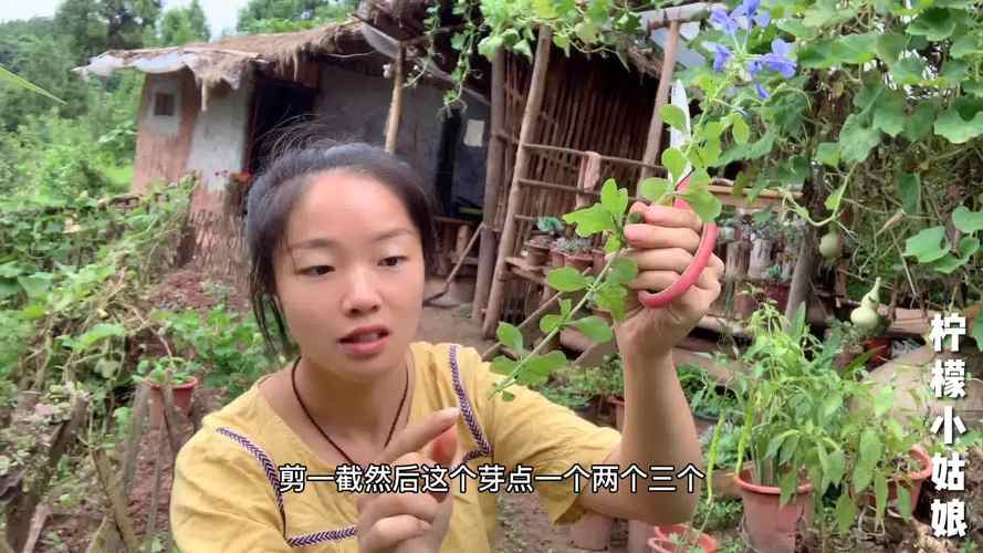 蓝雪花用浅盆栽培可以吗