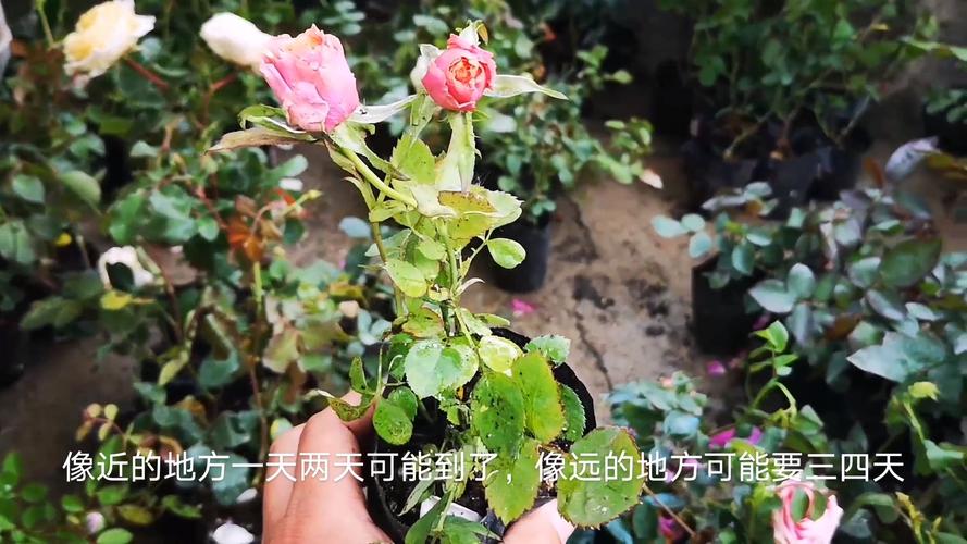 杜鹃花的翻盆方法