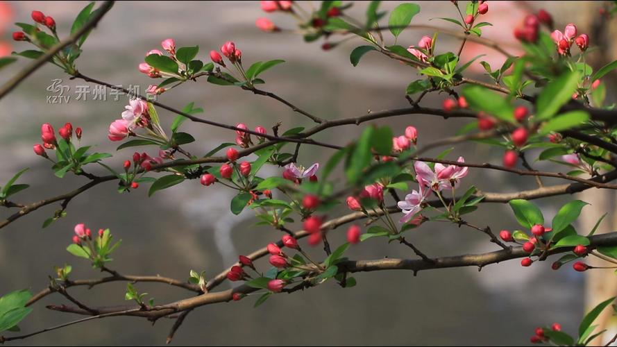 紫竹梅花期是什么时候，花开多久才谢