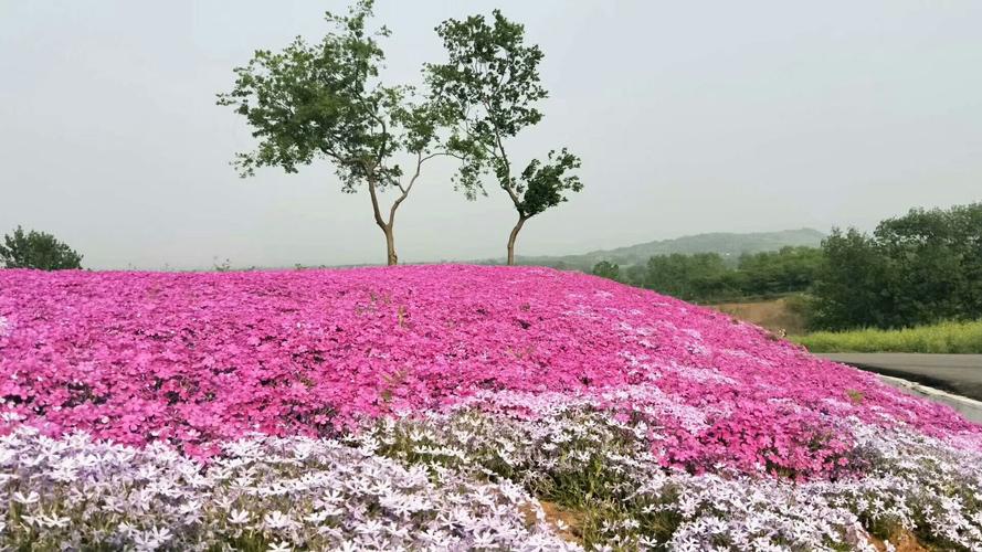 芝樱怎么播种