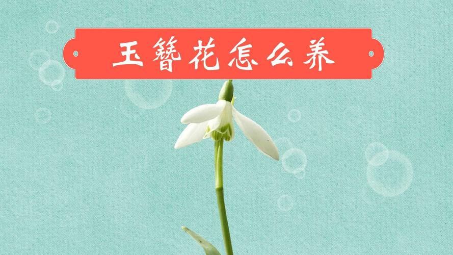 玉簪花怎么繁殖