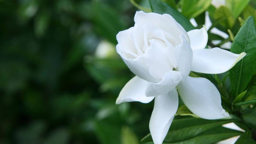 栀子花的花语，栀子花花期