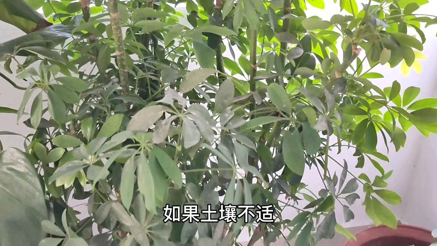 鸭脚木（鹅掌柴）病害及防治方法