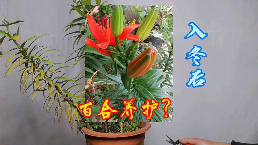 盆栽百合花能活多久