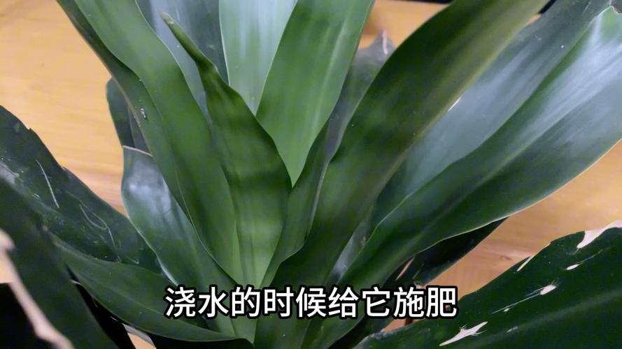 绿萝怎样安全过冬（水培和土培）