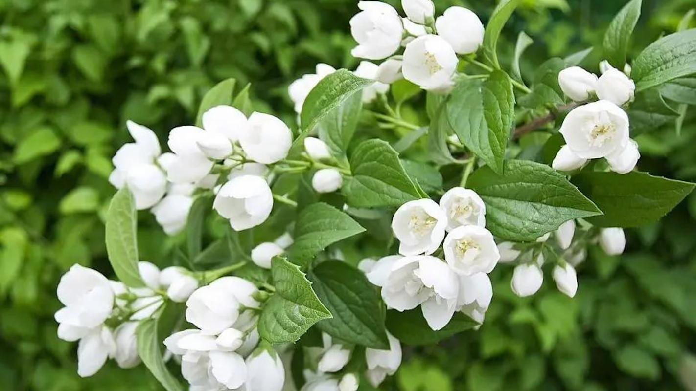 茉莉花长什么样子，茉莉花代表什么