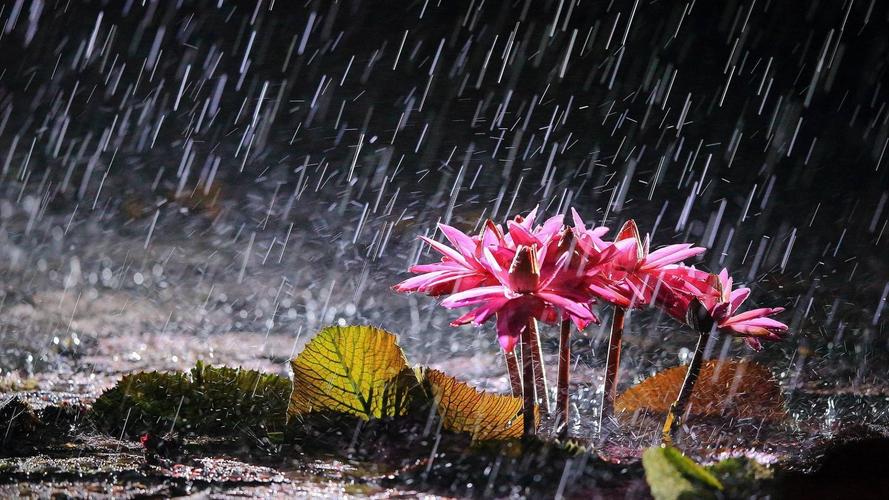 风里雨里我在这里等你下一句