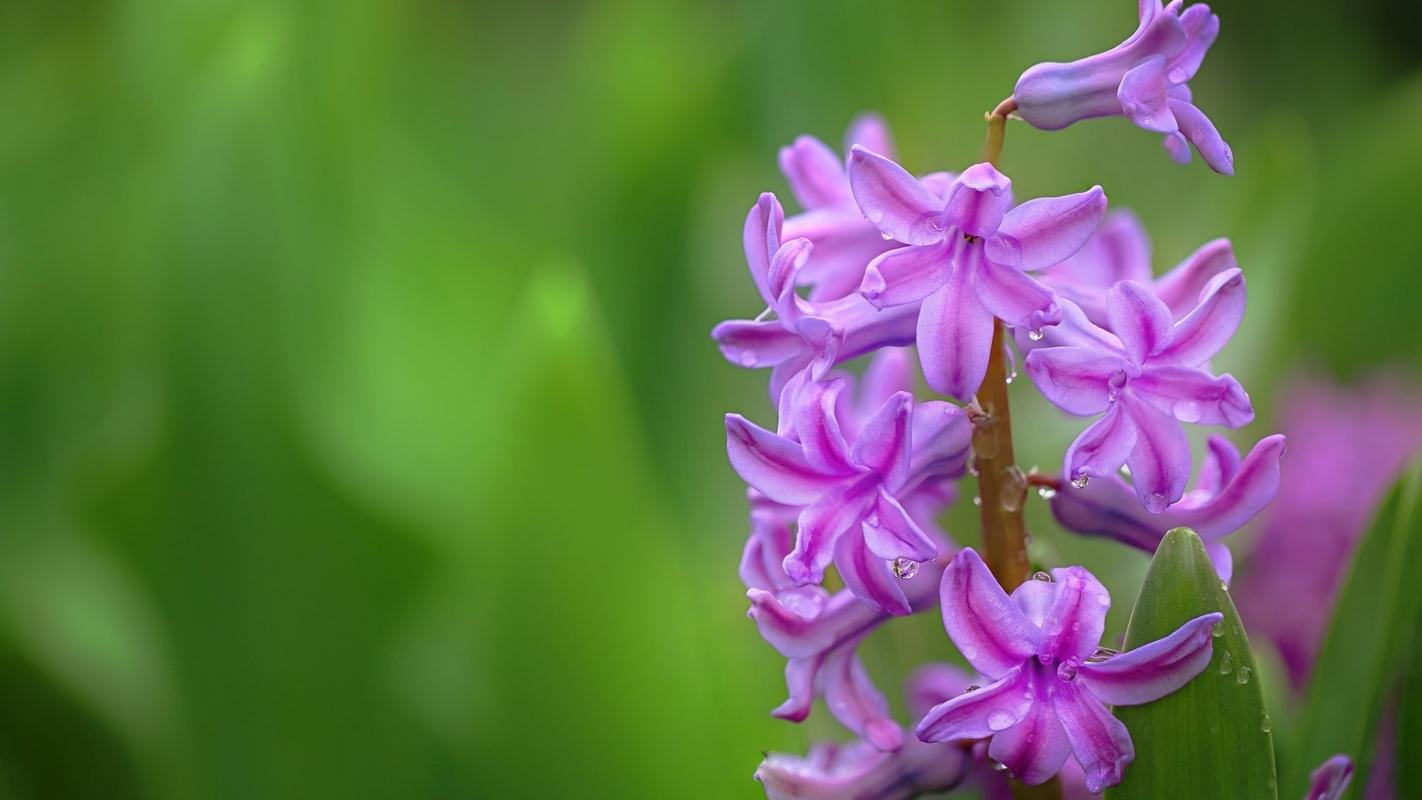 紫色风信子花语是什么