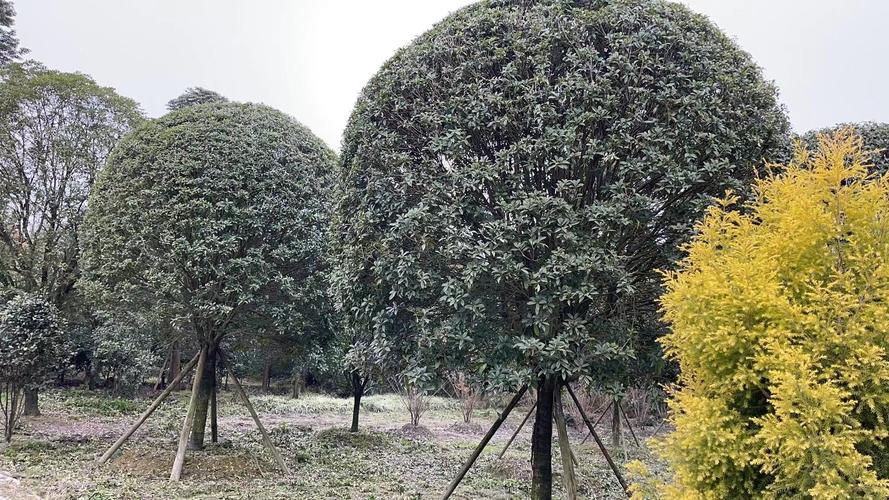 桂花苗如何移栽，什么时候移栽好