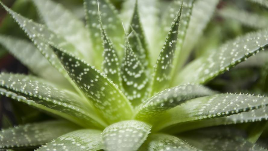 新鲜芦荟可以直接擦脸吗，新鲜芦荟的正确用法