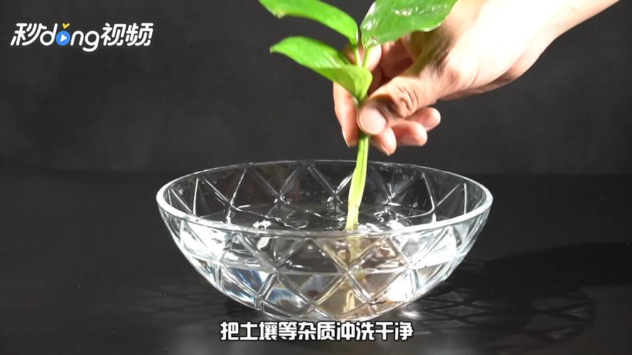 米兰剪枝水培的方法