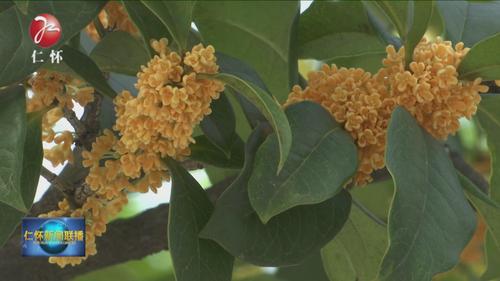 桂花是什么季节开的，花期有多长