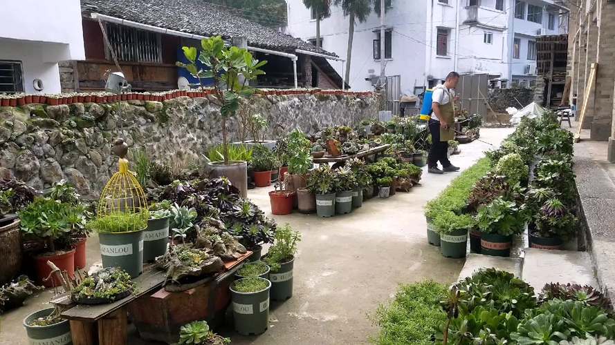 多肉植物的虫害防治