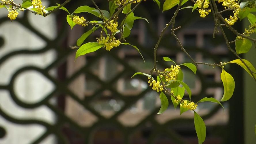 桂花快开花要不要施肥，上什么肥料开花多